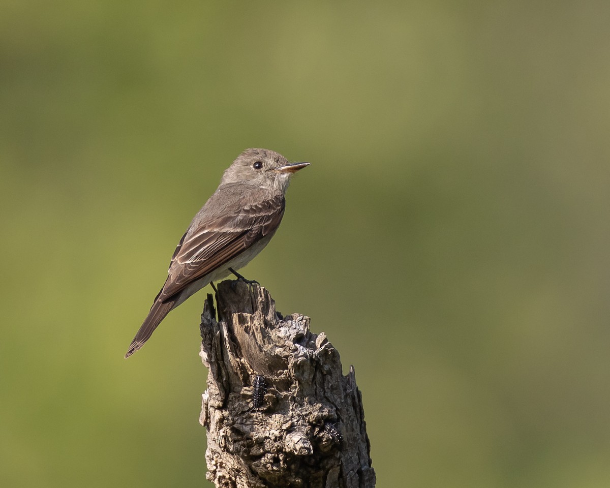 Western Wood-Pewee - ML472387981
