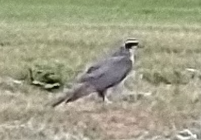 American Goshawk - ML472388101