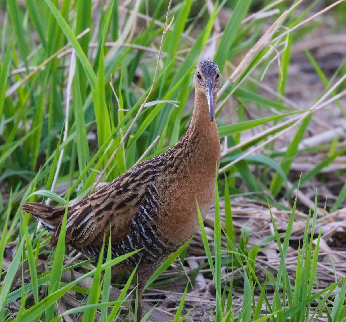 King Rail - ML472388871