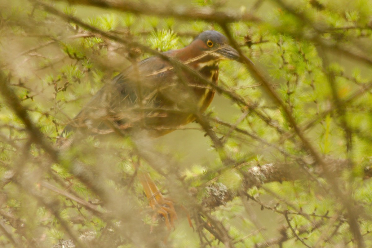 Green Heron - ML472390291