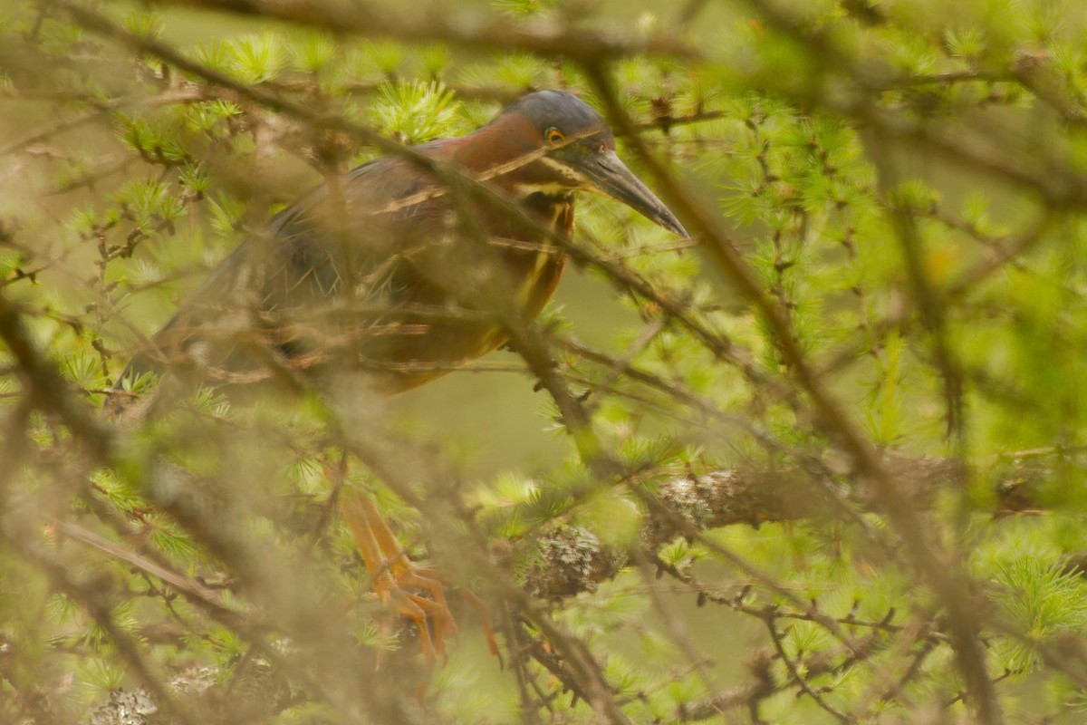 Green Heron - ML472390301
