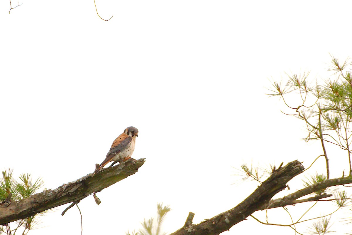 American Kestrel - ML472390311