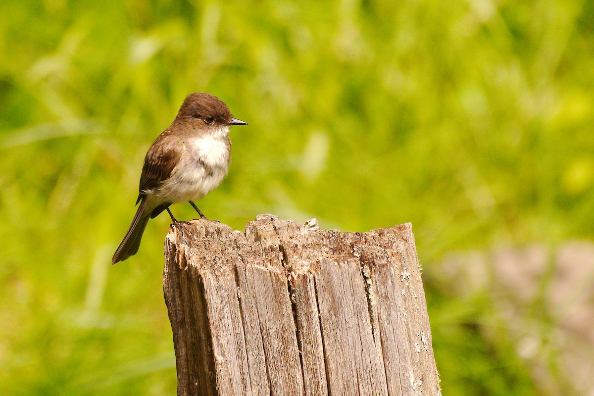 Eastern Phoebe - ML472390441