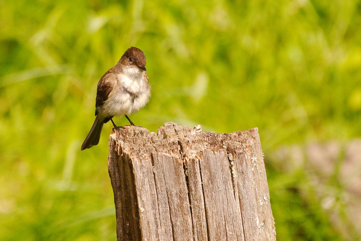 Eastern Phoebe - ML472390451