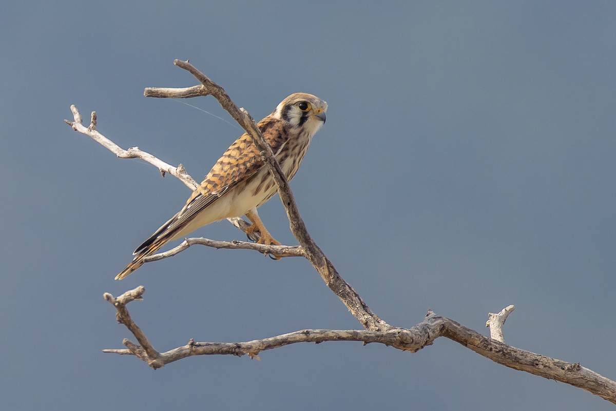 American Kestrel - ML472390541