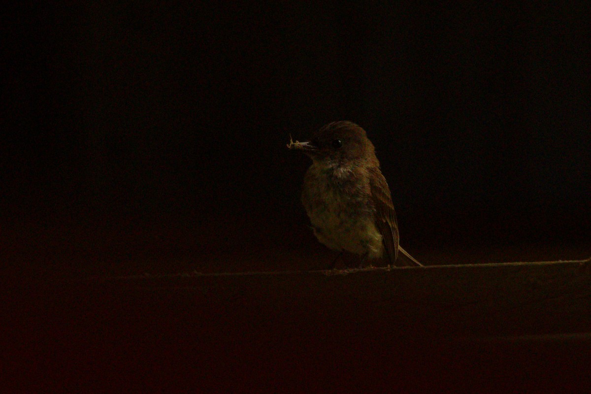 Eastern Phoebe - ML472390641