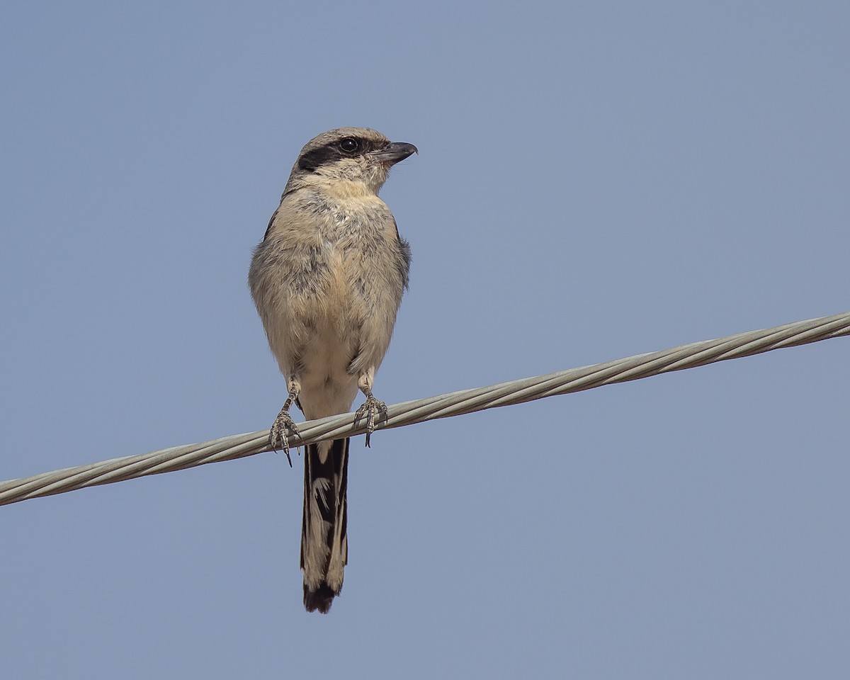 Pie-grièche migratrice - ML472390701