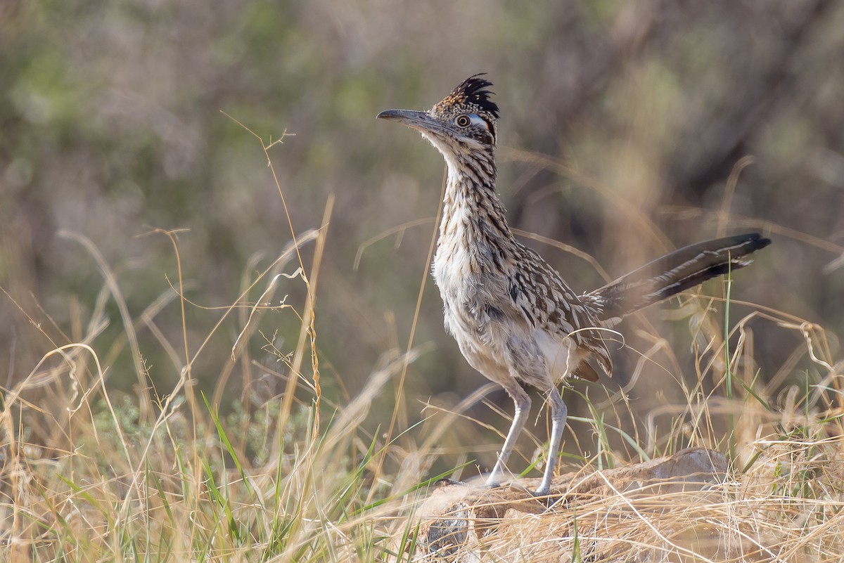 kukačka kohoutí - ML472390831