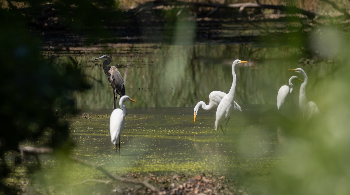 Great Blue Heron - Richard  Davis