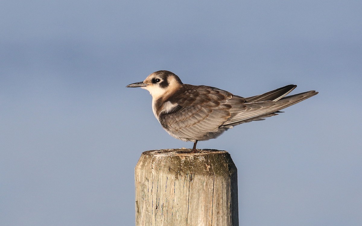 Black Tern - ML472393421