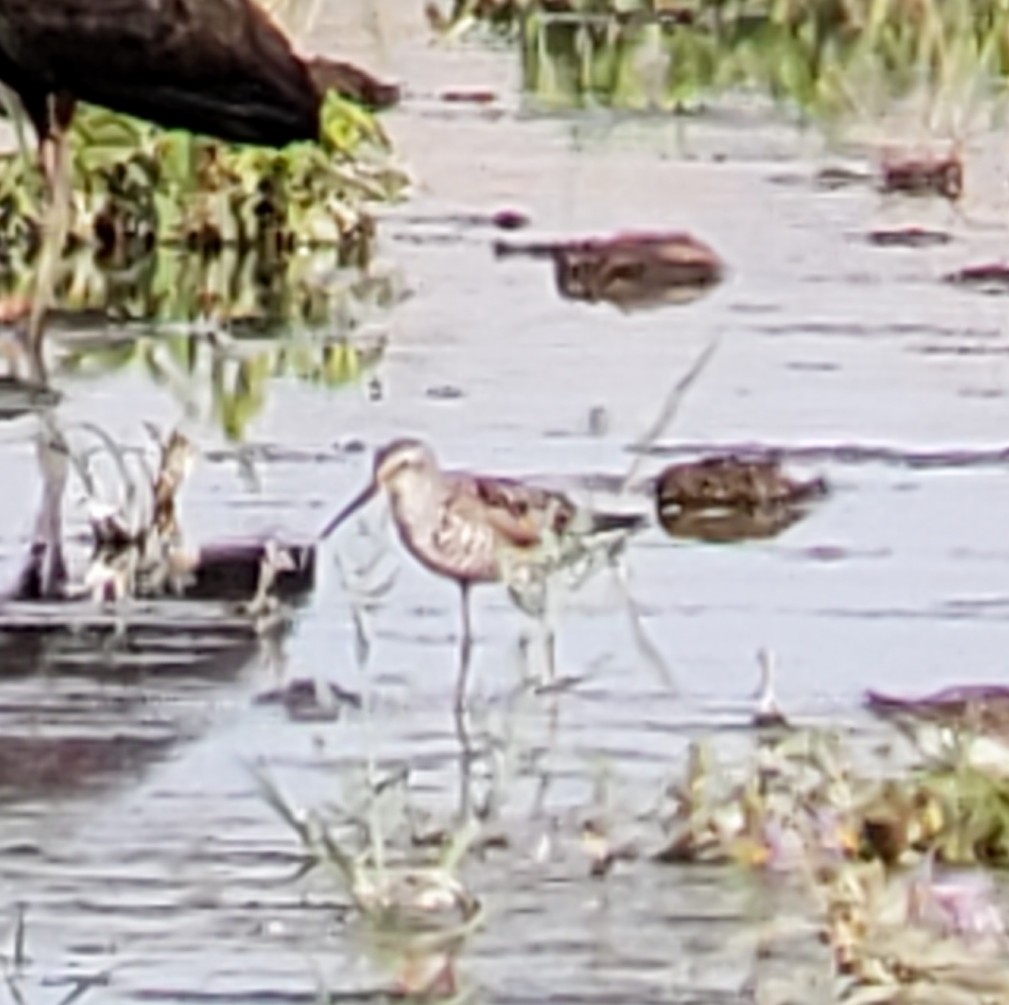 Stilt Sandpiper - ML472393491