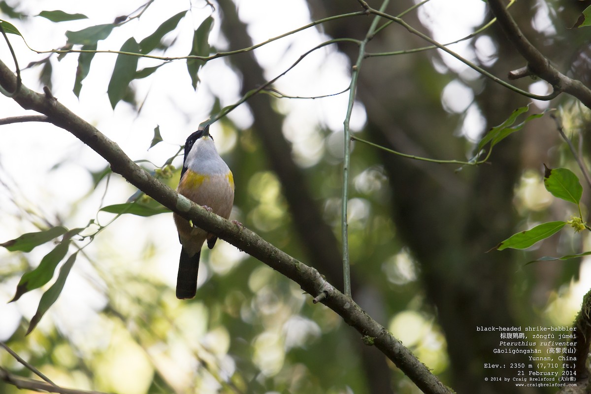 Black-headed Shrike-Babbler - ML47239461