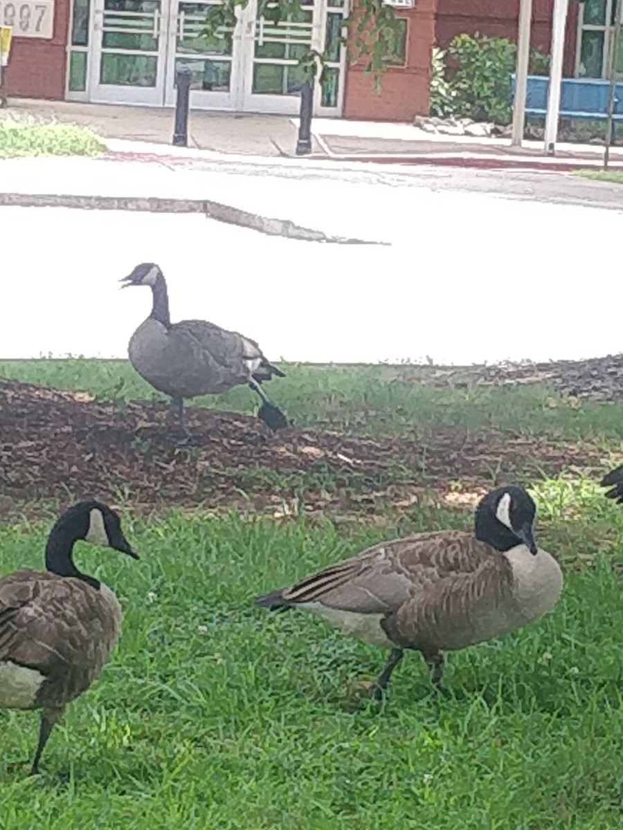 berneška velká - ML472394741