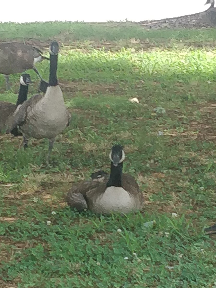 berneška velká - ML472394751