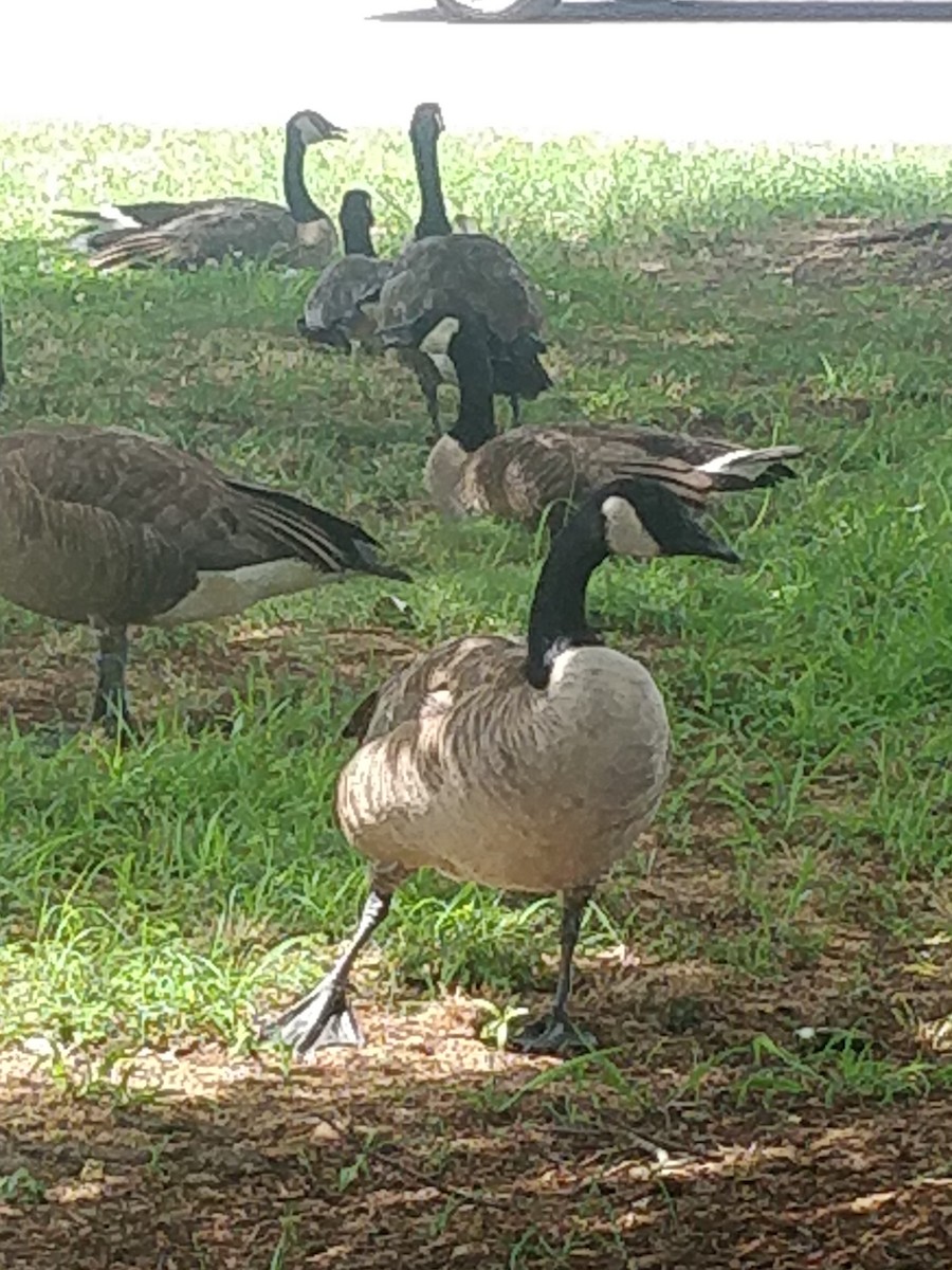 berneška velká - ML472394761