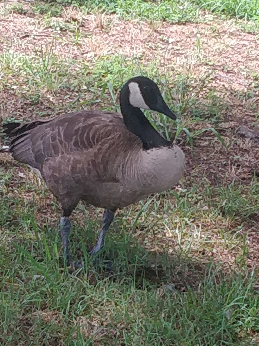 berneška velká - ML472394771