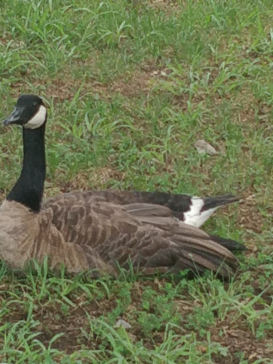 berneška velká - ML472394781