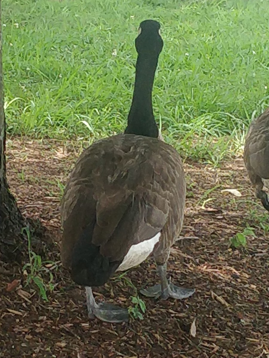 berneška velká - ML472394791