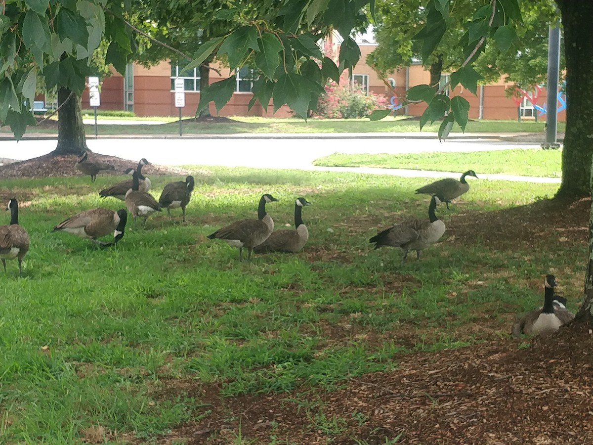 berneška velká - ML472394871