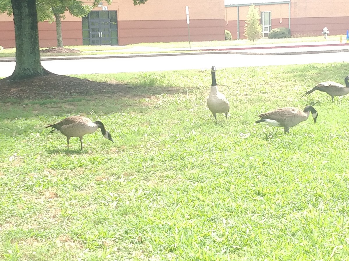 berneška velká - ML472394891