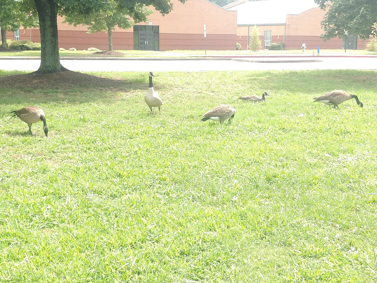 berneška velká - ML472394901