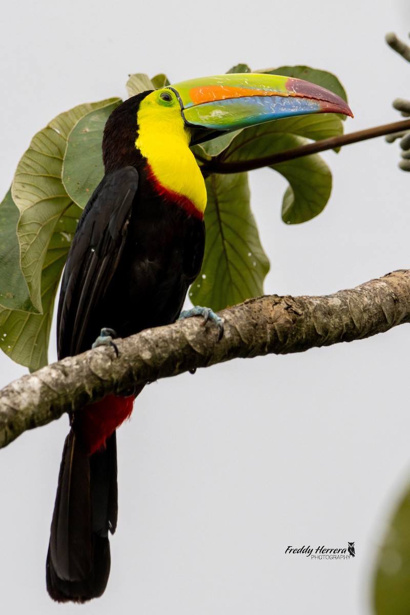 Keel-billed Toucan - ML472396341