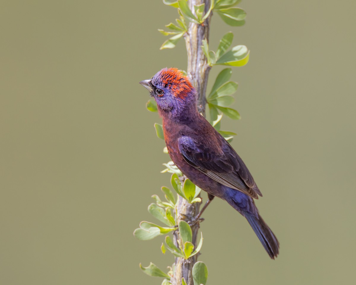 Varied Bunting - ML472397551