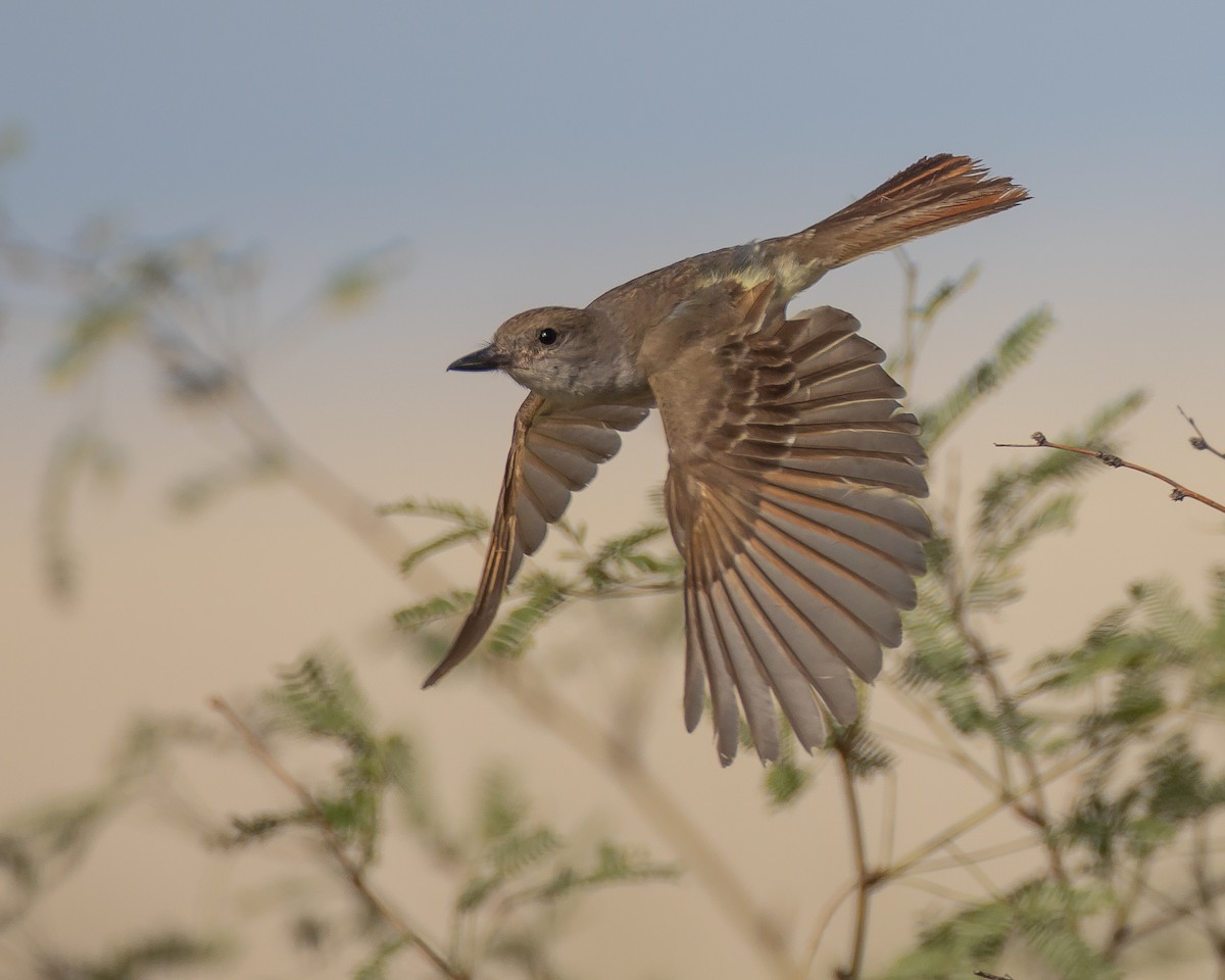 Brown-crested Flycatcher - ML472397831