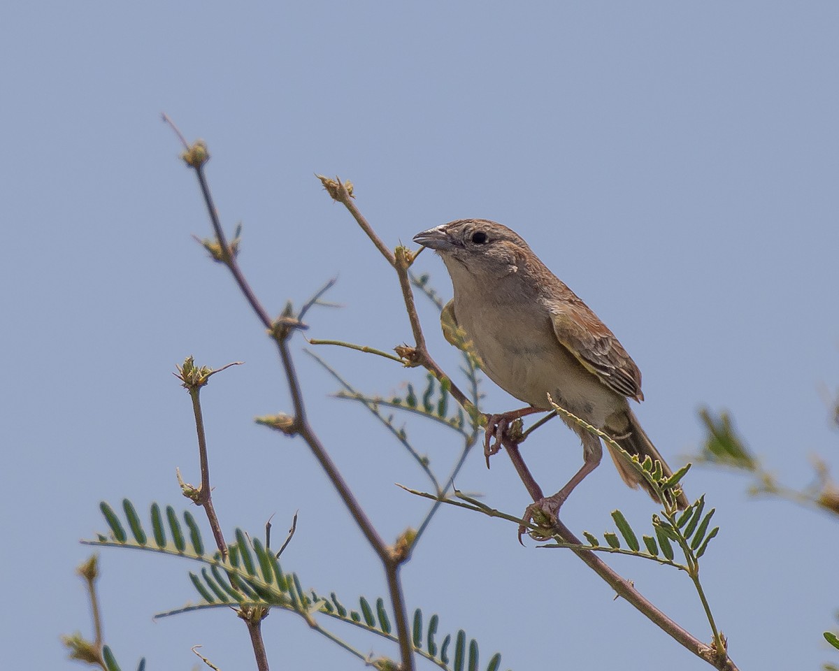 Botteri's Sparrow - ML472398091