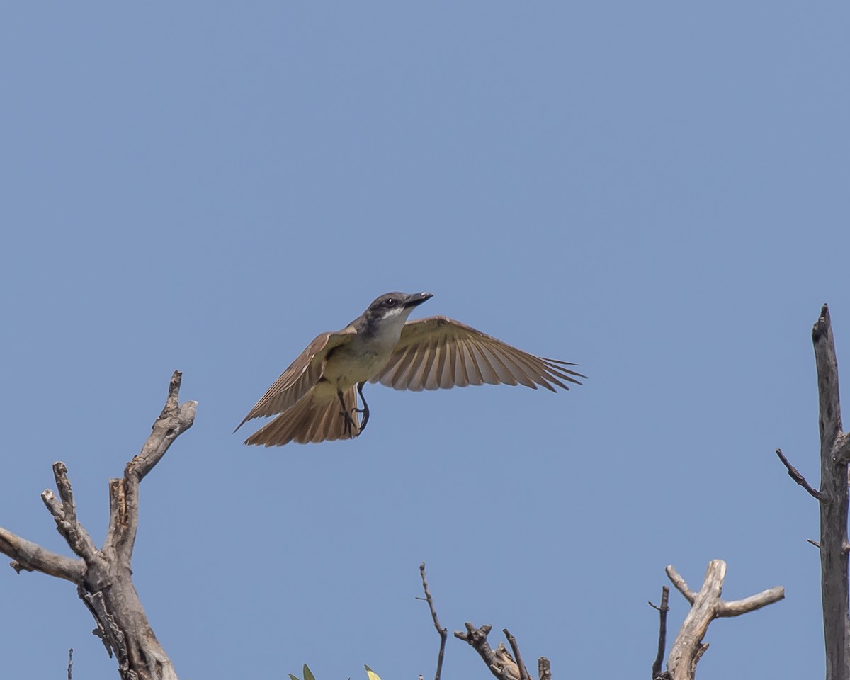Thick-billed Kingbird - ML472398481