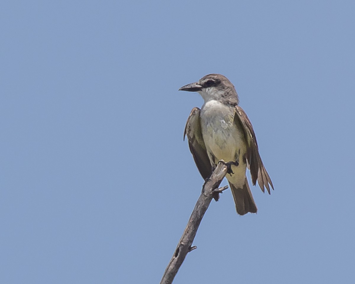 Thick-billed Kingbird - ML472398501