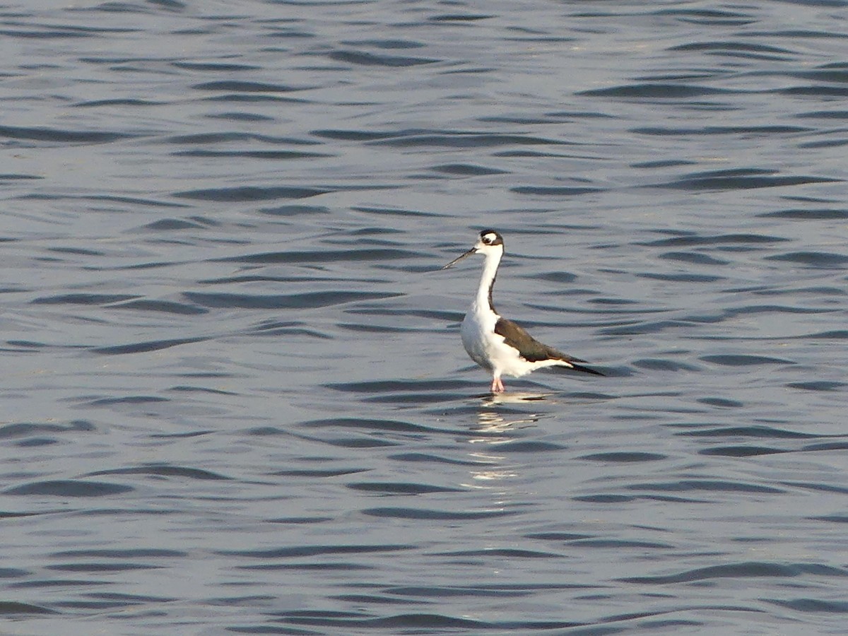 Black-necked Stilt - ML472398521