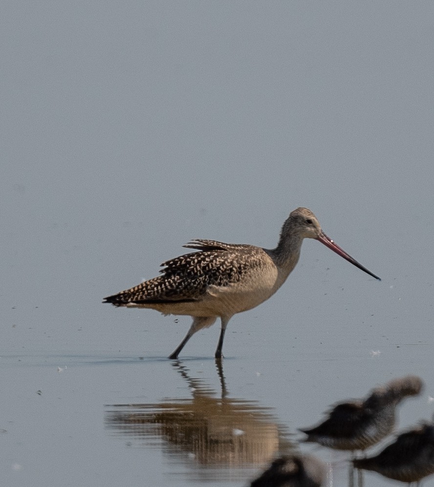 Marbled Godwit - ML472398931