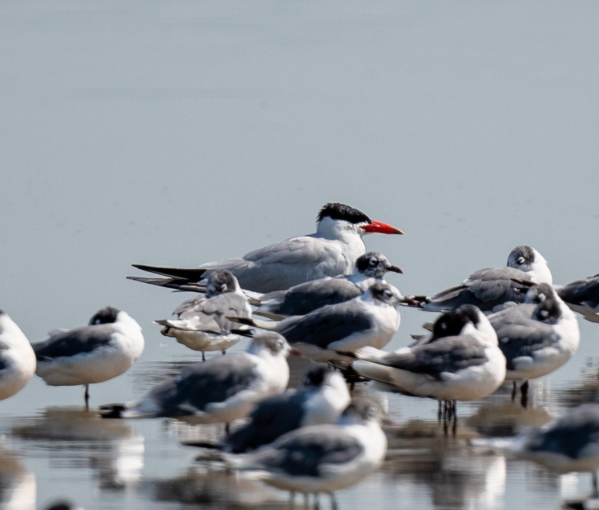 Caspian Tern - ML472399711