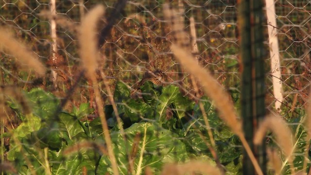 Lincoln's Sparrow - ML472400