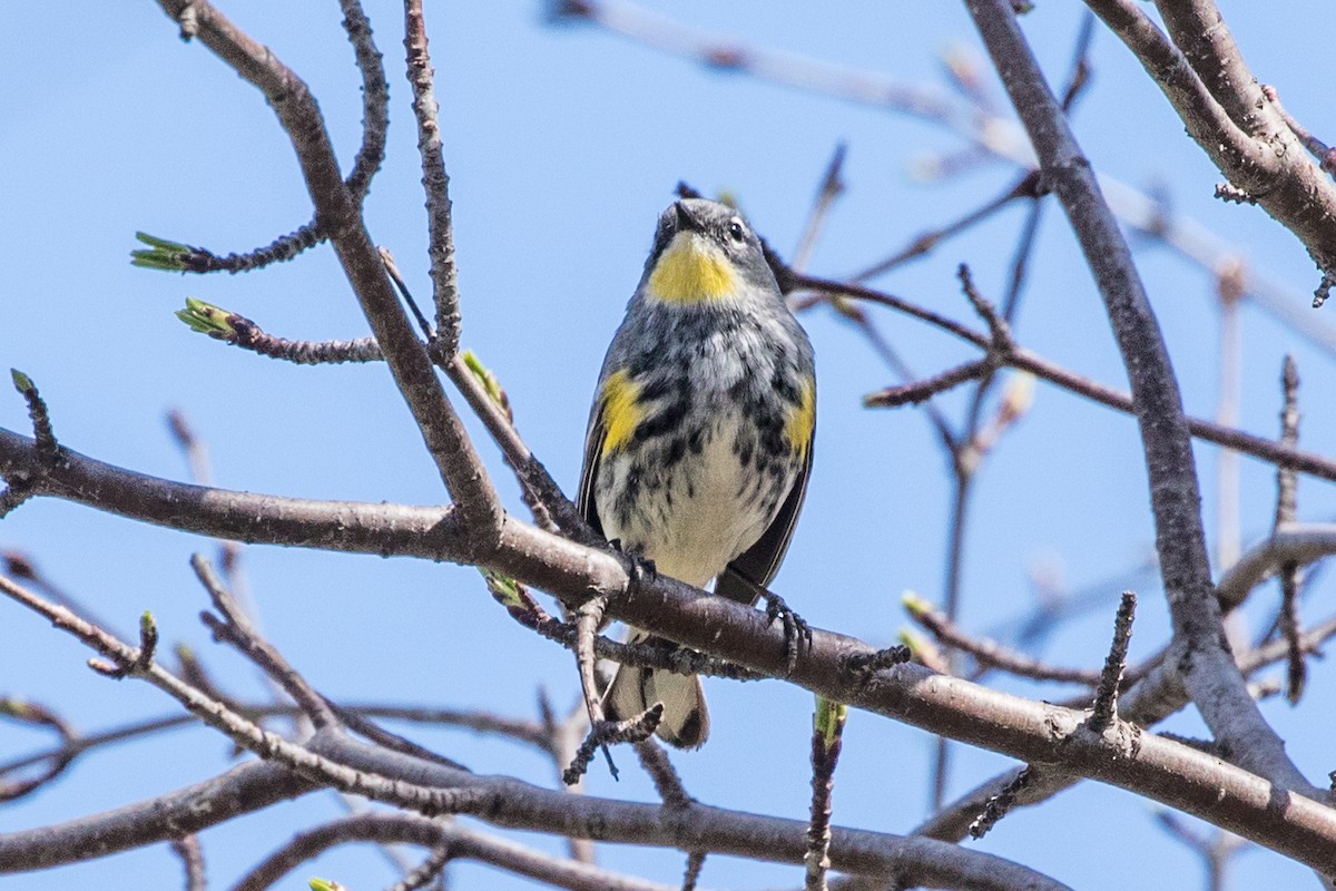 Yellow-rumped Warbler (Myrtle x Audubon's) - ML472400971