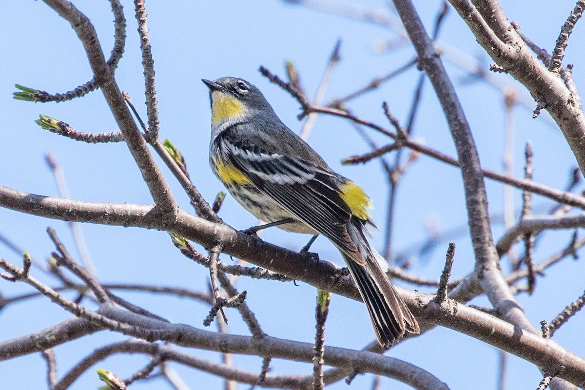 Yellow-rumped Warbler (Myrtle x Audubon's) - ML472400981