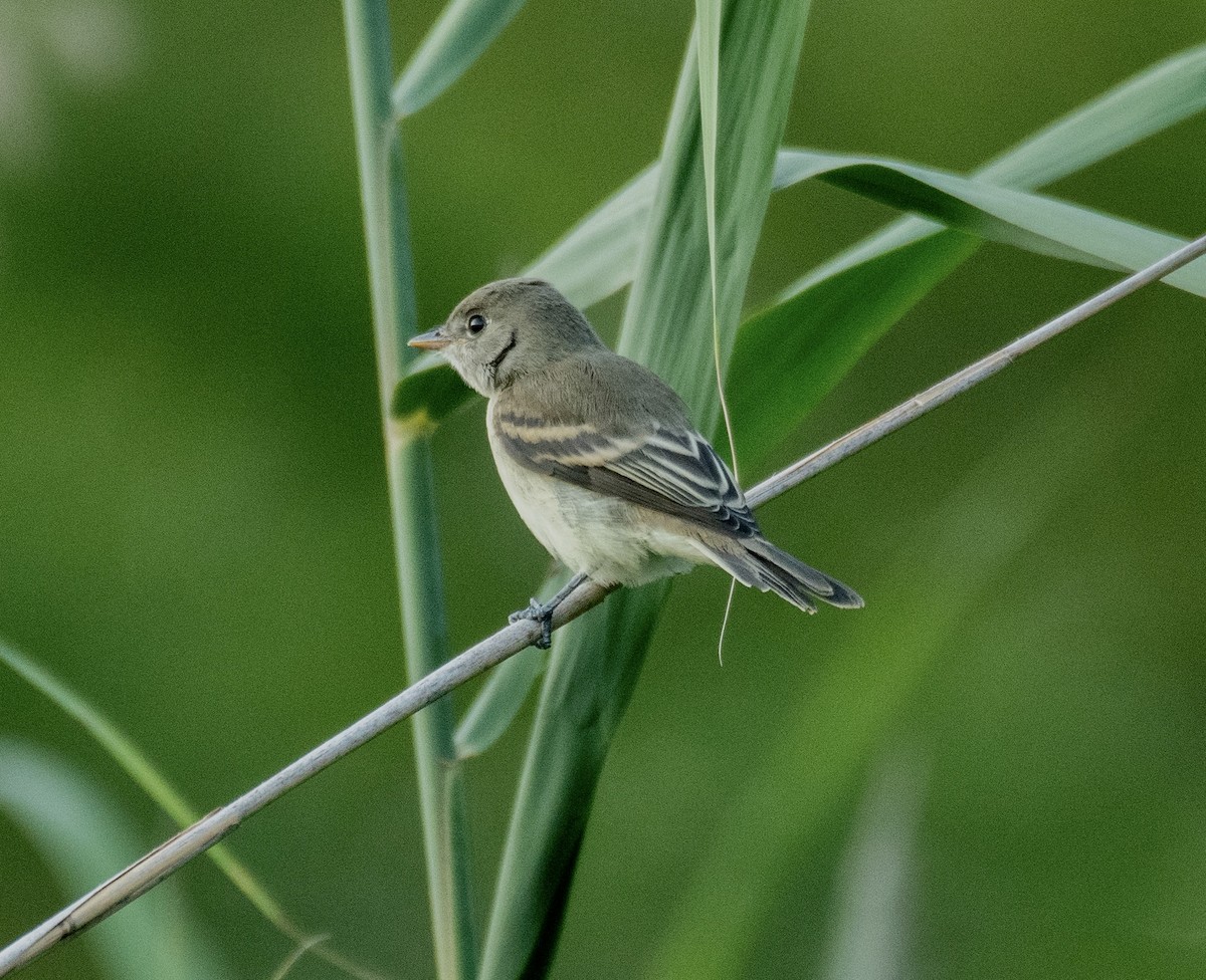 new world flycatcher sp. - ML472401681