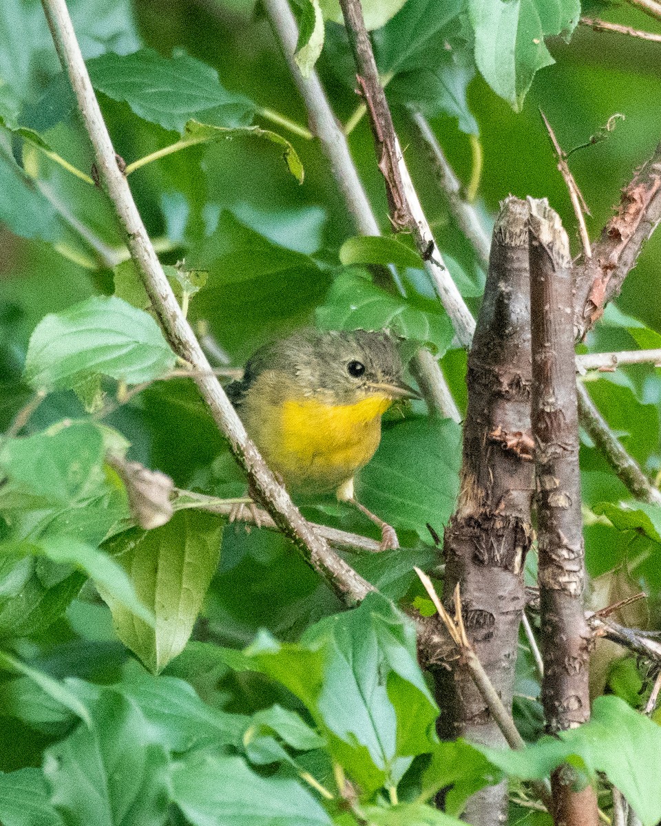 Common Yellowthroat - DT Bowen 🐦‍⬛🪶