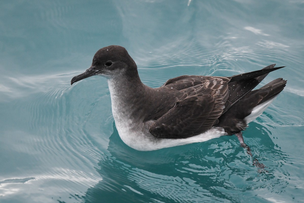 Fluttering Shearwater - ML472403221