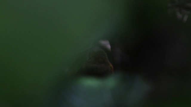 Rostbrust-Ameisenpitta (ferrugineipectus) - ML472406