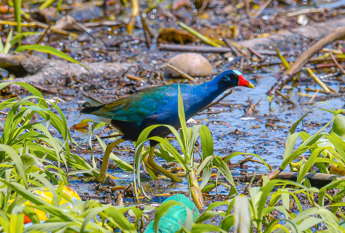 Purple Gallinule - ML472406601