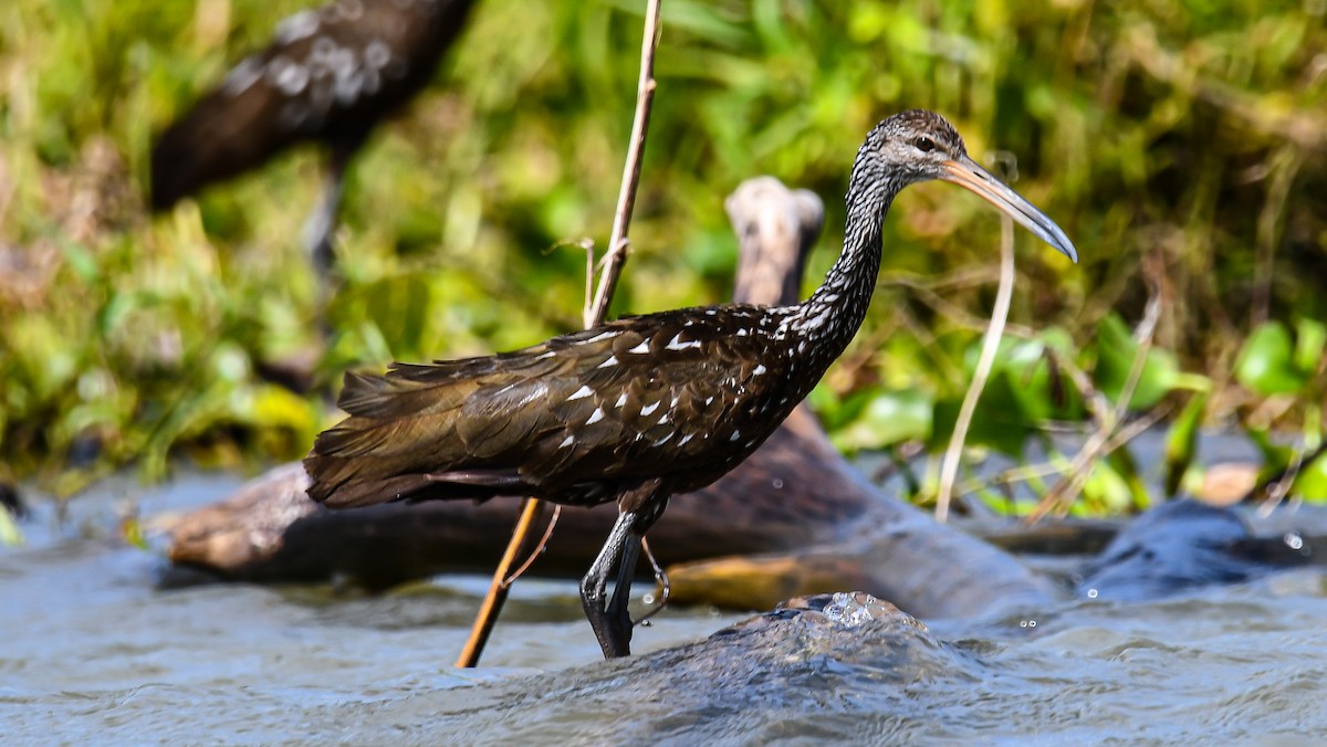 Limpkin - ML472406761