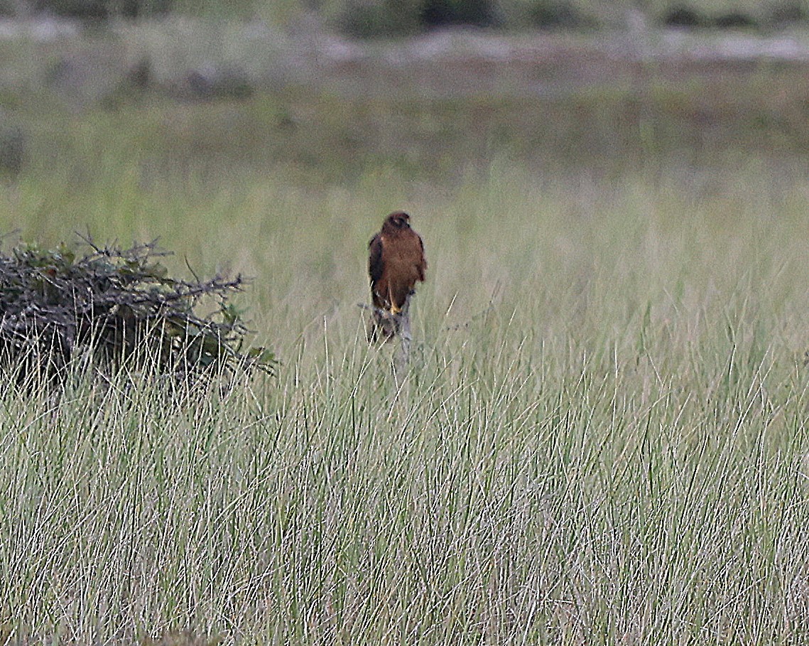 Northern Harrier - ML472407221