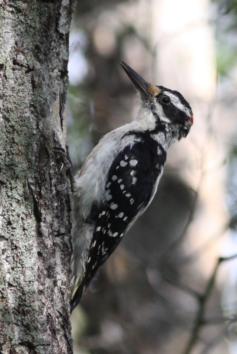 Hairy Woodpecker - ML472407961