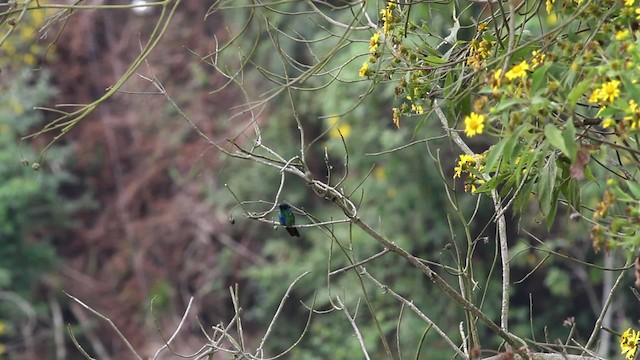 fiolørekolibri - ML472408