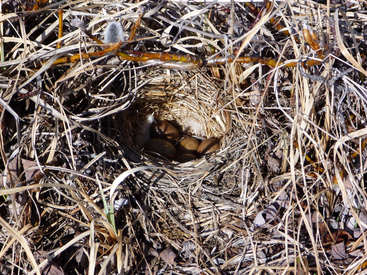 Lapland Longspur - ML47240921