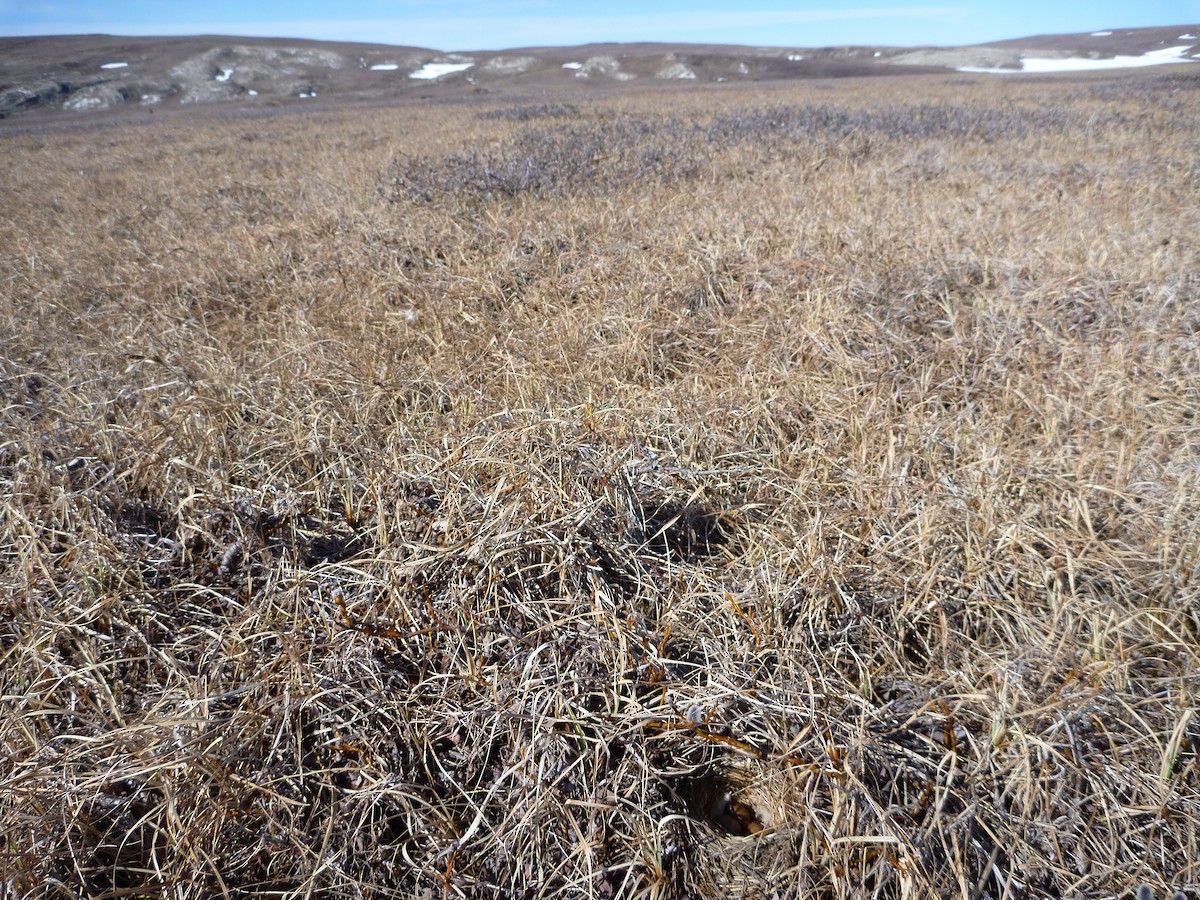 Lapland Longspur - ML47240931