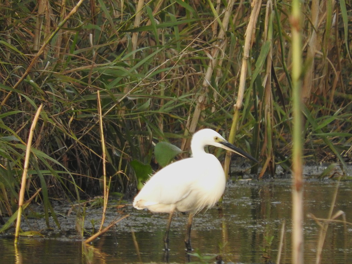 Little Egret - ML472409591