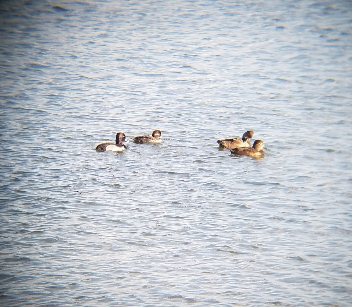 Bufflehead - ML47240961